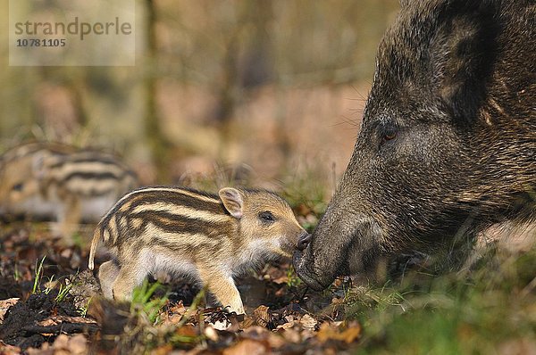 Wildschwein (Sus scrofa)  Frischling und Bache beriechen sich  Nordrhein-Westfalen  Deutschland  Europa