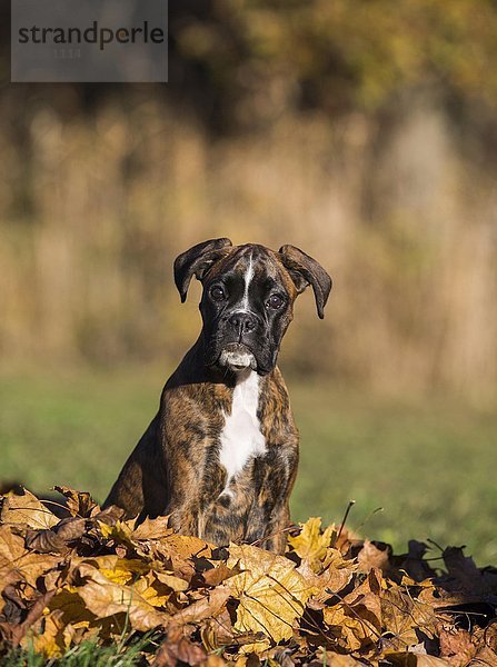 Boxer Welpe sitzt im Herbstlaub