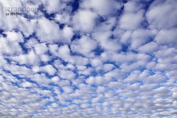 Cirrocumulus  Schäfchenwolken  Wolken einer Schlechtwetterfront  Voralpenland  Bayern  Deutschland  Europa