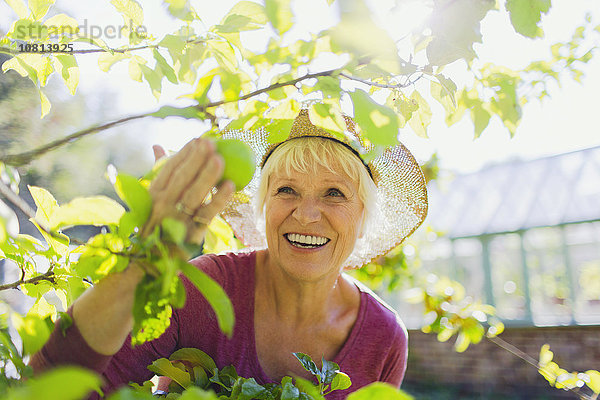 Lächelnde Seniorin beim Apfelpflücken im sonnigen Garten