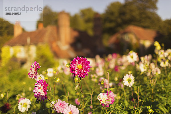 Rosa und weiße Blüten im sonnigen Garten