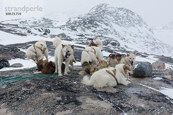 Gruppe von vorgespannten Grönland Huskies in schneebedeckter Landschaft  Ilulissat  Grönland