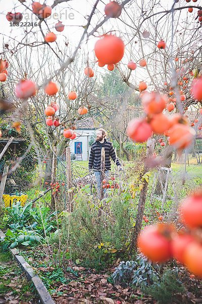 Blick durch den Persimonenbaum des erwachsenen Mannes im Garten  wegblickend