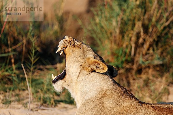 Löwin gähnt  Sabi Sand Game Reserve  Südafrika