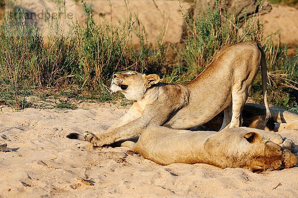 Lioness Stretching  Sabi Sand Game Reserve  Südafrika