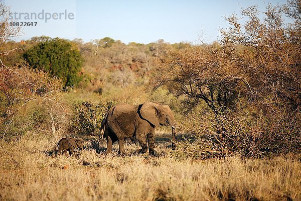 Elefantin führt Elefantenbaby durch den Busch  Krüger Nationalpark  Südafrika
