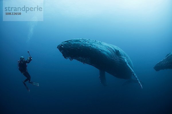 Unterwasseraufnahme von Buckelwalen  Revillagigedo Inseln  Colima  Mexiko. 100ft unter der Oberfläche