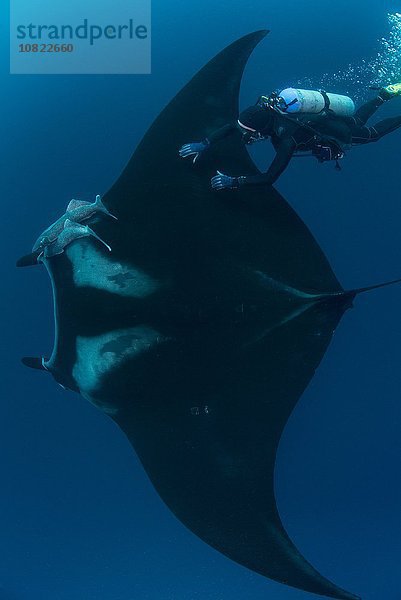 Unterwasseransicht eines Tauchers  der den riesigen pazifischen Mantarochen berührt  Revillagigedo Inseln  Colima  Mexiko