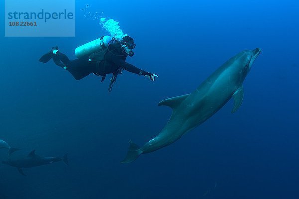 Unterwasseransicht des Tauchers  der nach dem Großen Tümmler greift  Revillagigedo Inseln  Colima  Mexiko