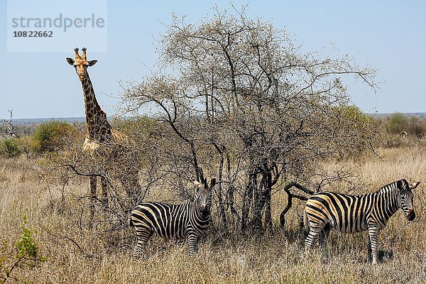 Giraffe und Zebra  Krüger Nationalpark  Südafrika