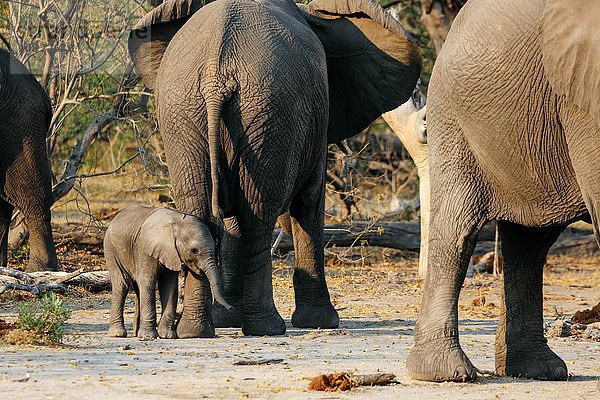 Elefanten und Baby-Elefanten  Botswana
