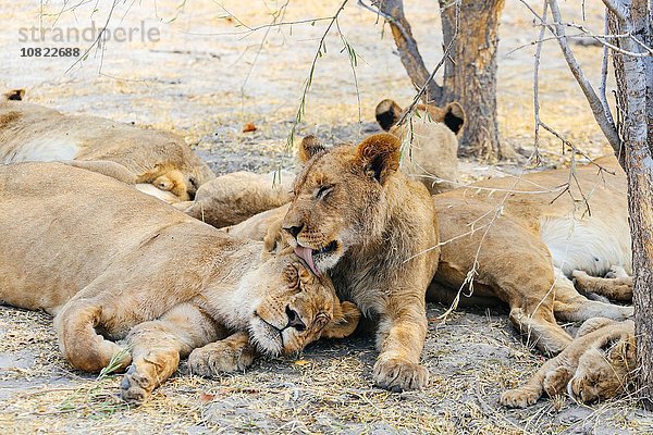 Stolz der Löwen  Botswana