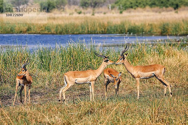 Gruppe von impala  Botswana