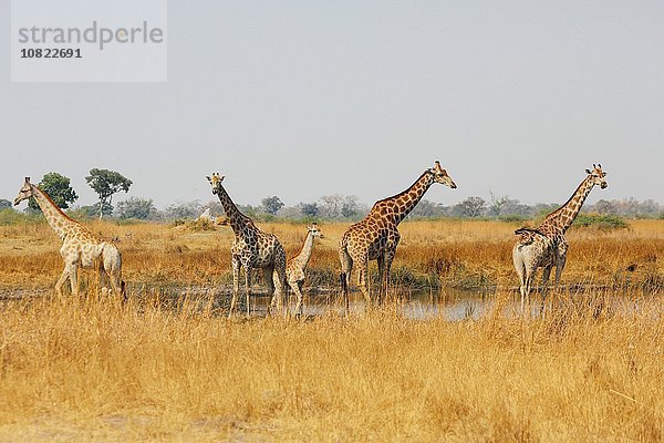 Turm der Giraffen in der Wasserpfanne  Botswana