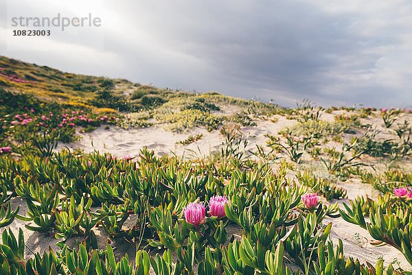 Rosa Wildblumen auf Sanddünen  Sorso  Sassari  Sardinien  Italien