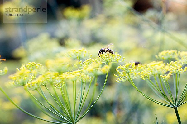 Nahaufnahme der Wespenfütterung an Unkraut mit gelber Blüte