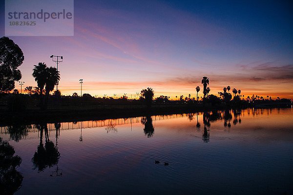 Silhouetten von Palmen bei Sonnenuntergang  San Diego  Kalifornien  USA