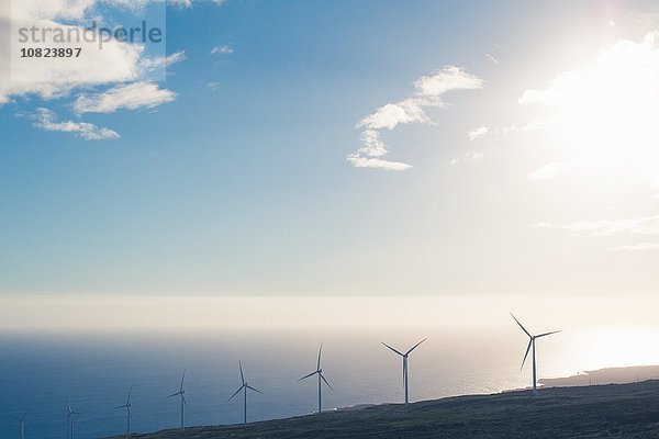 Reihe von Windkraftanlagen auf sonnigen Küstenfelsen  Haleakala  Hawaii  USA
