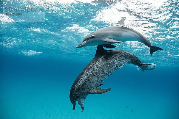 Atlantischer Fleckendelfin (Stenella frontalis)  Schwimmen unter Wasser  Nahaufnahme  Bahamas