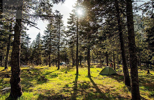 Junge Frau beim Zelten im sonnigen Wald  Russland