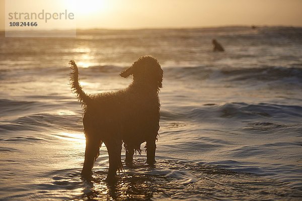 Silhouette eines Hundes  der Surfer im Meer beobachtet  Devon  England  UK