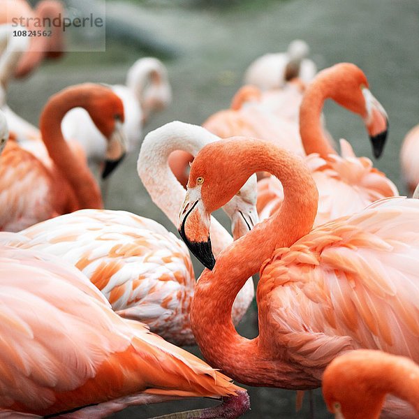 Gruppe von watenden rosa Flamingos