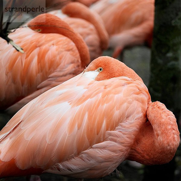 Nahaufnahme eines rosafarbenen Flamingos mit dem Kopf über der Schulter.