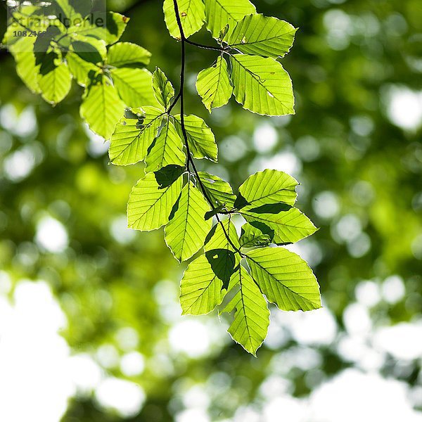 Buchenzweig aus grünen  sonnenbeschienenen Blättern