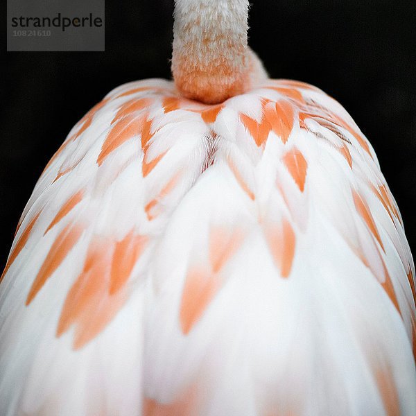 Beschnittene Rückansicht von Flamingos Rücken und Hals auf schwarzem Hintergrund