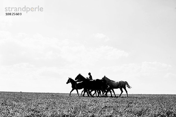 Schwarzweißbild vom Reiten und Führen von sechs Pferden im Gelände