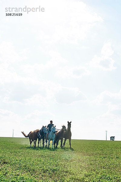Mann reitet und führt sechs Pferde im Feld.