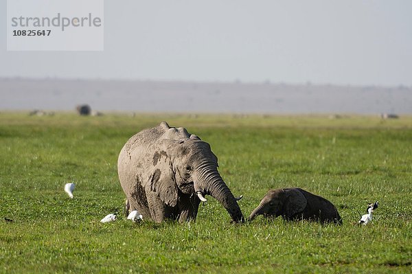 Afrikanische Elefanten (Loxodonta africana)  Amboseli Nationalpark  Kenia  Afrika