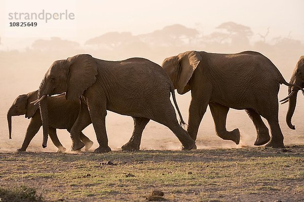 Afrikanische Elefanten (Loxodonta africana)  Amboseli Nationalpark  Kenia  Afrika