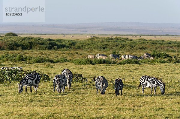 Zebras (Equus quagga)  Amboseli Nationalpark  Kenia  Afrika