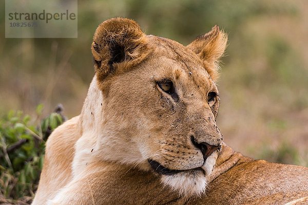 Löwin (Panthera leo)  Masai Mara  Kenia  Afrika