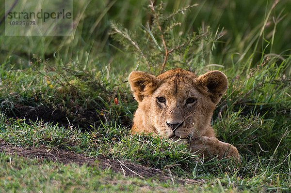 Löwenjunges (Panthera leo)  Masai Mara  Kenia  Afrika