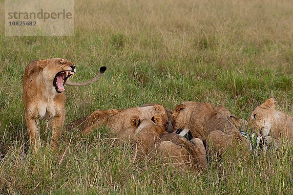 Sumpfstolz Löwen (Panthera leo) beim Fressen von Zebra  Masai Mara  Kenia  Afrika