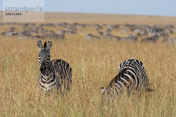 Steppenzebras (Equus quagga)  Masai Mara  Kenia  Afrika