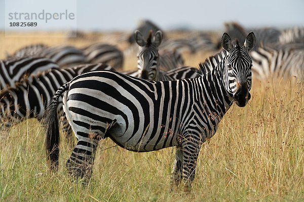 Steppenzebras (Equus quagga)  Masai Mara  Kenia  Afrika