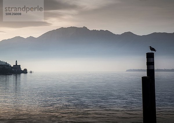 Magadino  Lago Maggiore  Schweiz
