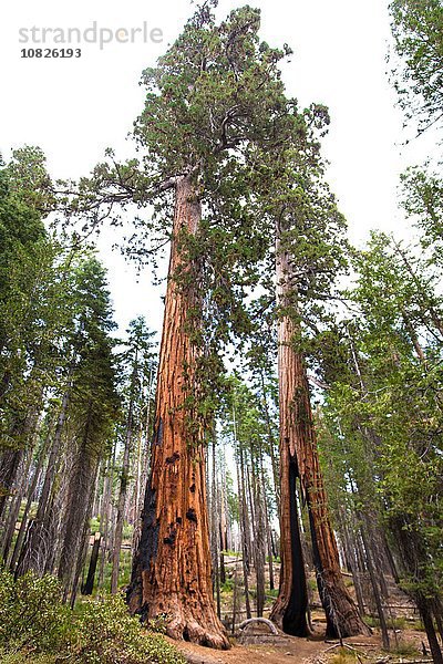 Tiefblick auf riesige Mammutbäume  Yosemite Nationalpark  Kalifornien  USA
