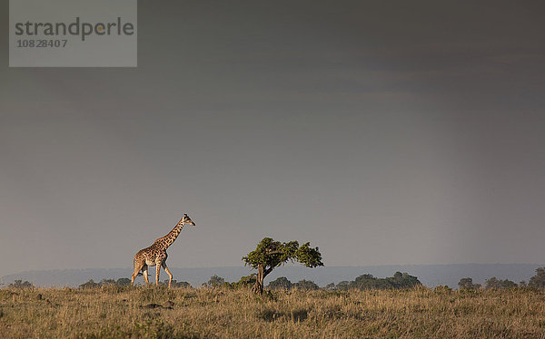 Giraffe beim Grasen in einem Savannenfeld