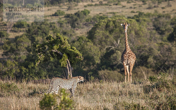 Leopard jagt Giraffe in Savannenfeld