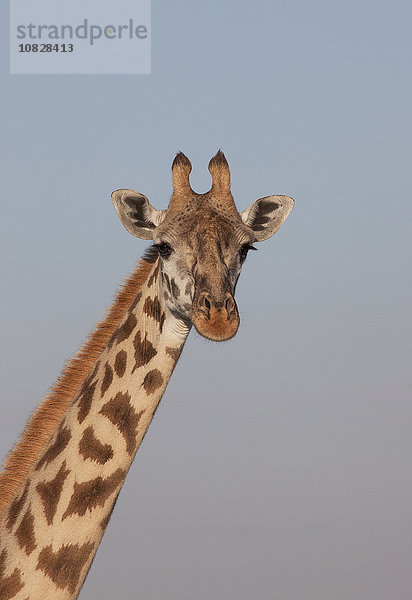 Nahaufnahme einer Giraffe vor blauem Himmel