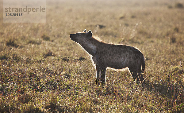 Tier im Gras stehend