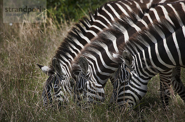 Zebras grasen auf einem Feld