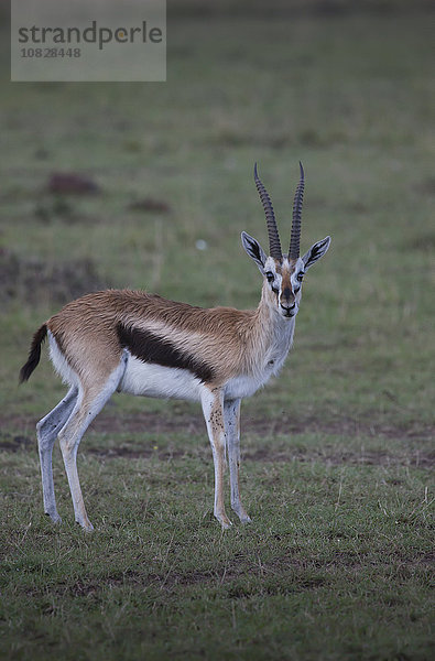 Weidende Tiere auf dem Feld