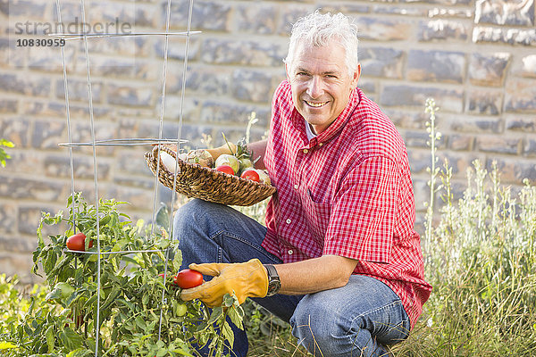 Kaukasischer Mann pflückt Gemüse im Garten