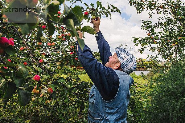 Kaukasischer Bauer pflückt Früchte vom Baum