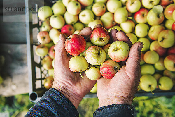 Landwirt mit Äpfeln